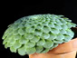 Aeonium tabuliforme - small image 2