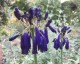 Agapanthus inapertus - small image 2