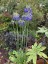 Agapanthus inapertus 'Icicle' - small image 2