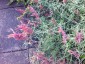Agastache rupestris - small image 2