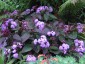 Ageratum corymbosum - small image 2