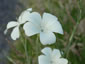 Agrostemma 'Ocean Pearl' - small image 2