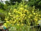 Albuca shawii - small image 2