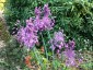 Allium carinatum ssp. pulchellum AGM - small image 2