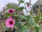 Anisodontea capensis 'El Rayo' - small image 2