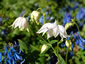 Aquilegia clematiflora 'Alba' - small image 2