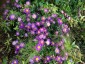 Aster 'Ezo Murasaki' - small image 2