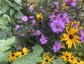 Aster 'Glow in the Dark' - small image 2