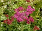 Achillea millefolium 'Cassis' - small image 3