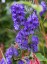 Aconitum carmichaelii 'Arendsii' - small image 3
