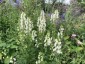 Aconitum napellus 'Album' - small image 3