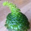 Aeonium tabuliforme - small image 3