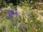 Agapanthus inapertus - small image 3