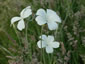 Agrostemma 'Ocean Pearl' - small image 3