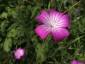 Agrostemma 'Purple Queen' - small image 3