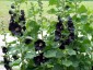 Alcea rosea 'Nigra' - small image 3