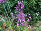Allium carinatum ssp. pulchellum AGM - small image 3