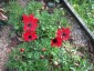 Anemone pavonina red - small image 3