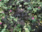 Anthriscus sylvestris 'Ravenswing' - small image 3