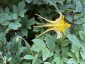 Aquilegia chrysantha ‘Denver Gold’ - small image 3