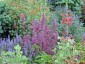 Agastache 'Bolero' - small image 4