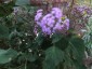 Ageratum corymbosum - small image 4