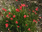 Anomatheca laxa - small image 4