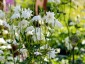 Aquilegia clematiflora 'Alba' - small image 4