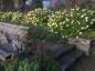Argyranthemum 'Jamaica Primrose' - small image 4