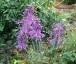 Allium carinatum ssp. pulchellum AGM - small image 5
