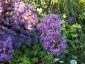 Allium cristophii AGM - small image 5