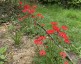Anemone pavonina red - small image 5