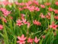 Anomatheca laxa - small image 5