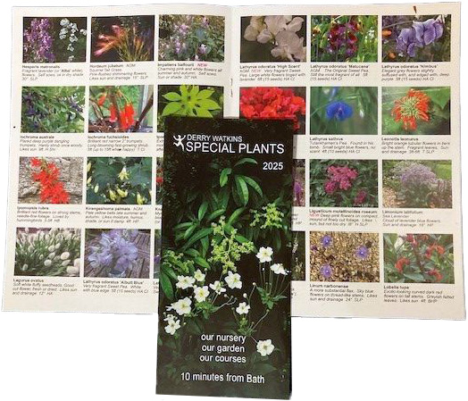 Download Seed Catalogue 2025